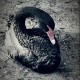 Usericon van Black Swan