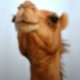 Аватар пользователя CamelTM avatar