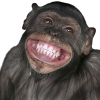 Аватар пользователя Web_Monkey avatar