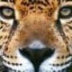cheet