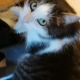 SUSKE