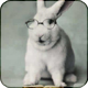 Avatar for BunniPHD