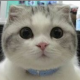 chanjarster Avatar