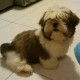 Helio Borges Avatar