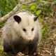 Profile picture of CBD Possum Removal Brisbane