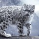 user avatar image for SnowLeopard