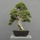 maplebonsai Avatar
