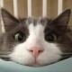 CodingCat Avatar