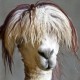 alpacahaircut