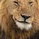 Foto del perfil de Lion Hera