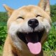 茼蒿的头像