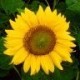 danidacila Avatar