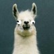 lamas Avatar