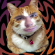 user avatar image for twitch.tv/CurlyTheCat