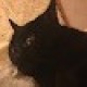 sparklsthecat