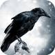 Profile Photo for Lonely Raven