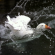 sillygoose Avatar