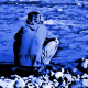 serac Avatar