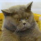 nerik Avatar