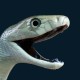 Cobra Avatar