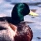 user avatar image for lsnduck