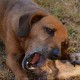 g-dog Avatar