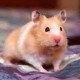 user avatar image for Flopsy T. Hamster