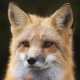 MaciejLisCK Avatar