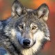 user avatar image for greywulf