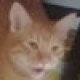 pixelatedCat Avatar