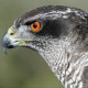 user avatar image for Goshawk