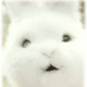 Nip Avatar