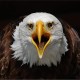 user2557362 Avatar