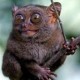 froskos Avatar