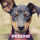 peekmo