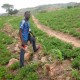 DJINGUI ADJI BERNARD