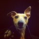 Profile picture of Captain Whippet