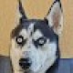 Profile picture of skyTheNerd