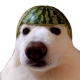 melondog