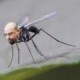 VanDerHoe Avatar