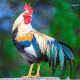 Profile picture of DAGALIVE