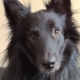 theFen Avatar