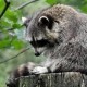 raccoonback