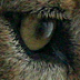 Coyo Avatar