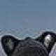 Profile picture of Ciaran
