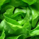 lettucemode Avatar