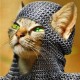 user avatar image for KnightCat