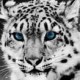 caiiiycuk Avatar