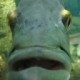 fish Avatar