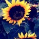 Bhavna